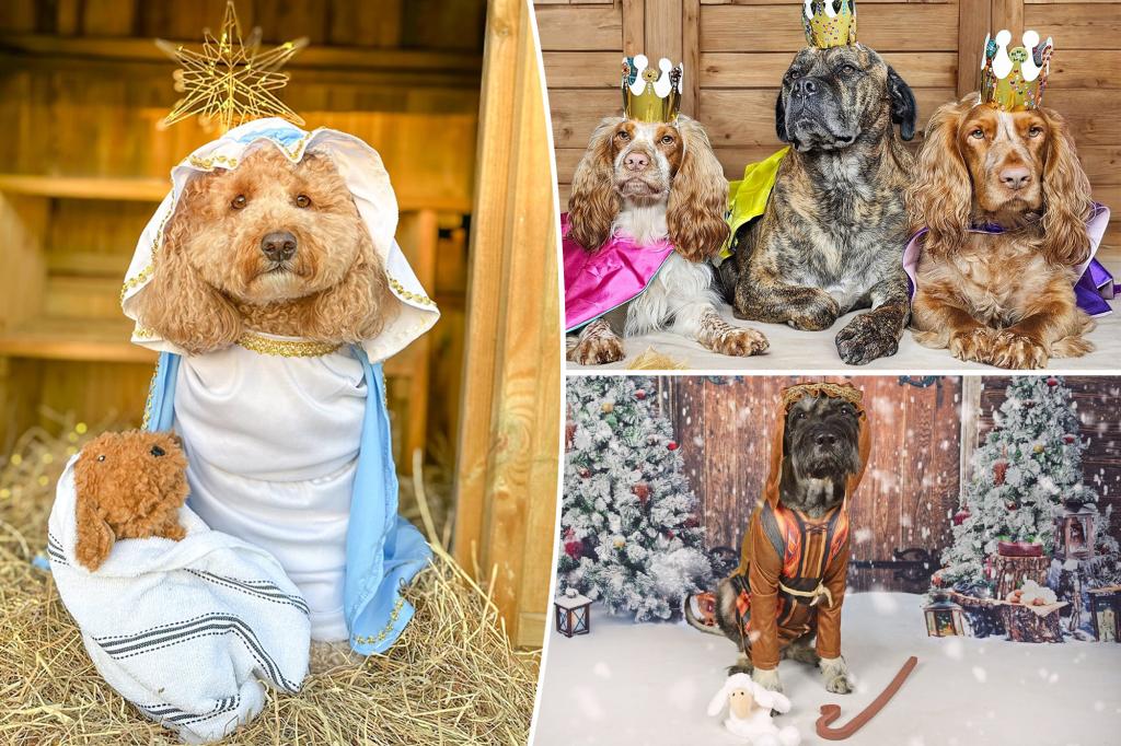 Adorable Nativity display brings smiles - and money to charity - with the help of dozens of dogs: 'Fun and healthy'